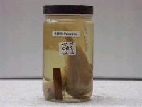 藏品(石狗公)的圖片